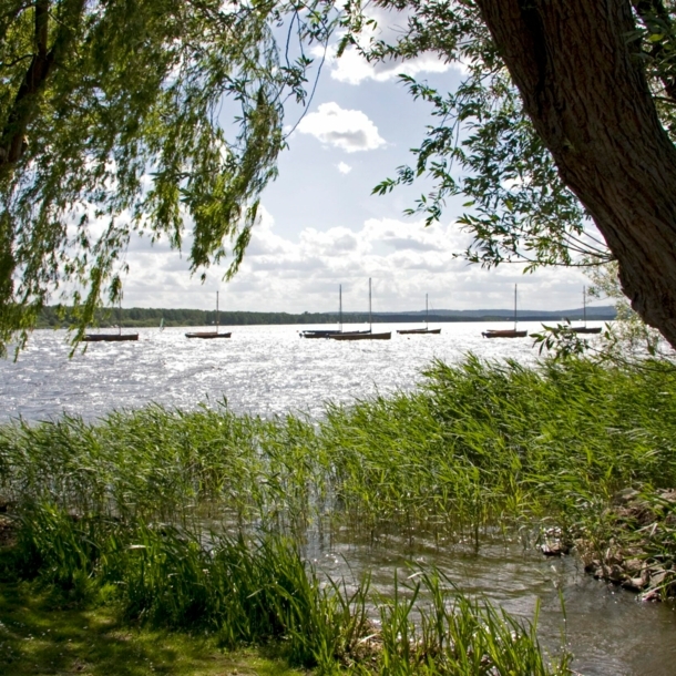 Blick auf einen See mit Booten, im Vordergrund Bäume und Pflanzen