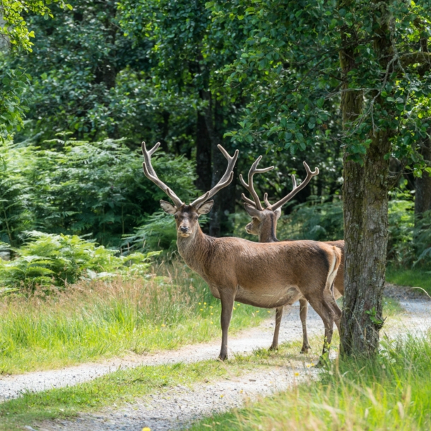 Zwei Hirsche auf einem Waldweg