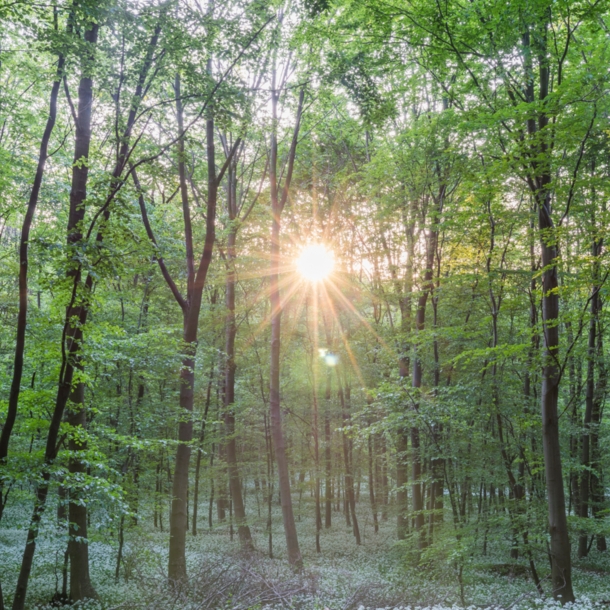 Viele Bäume in einem Wald, durch den die Sonne scheint