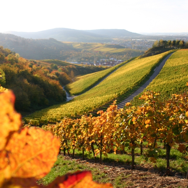 Weinberge in einer hügeligen Landschaft im Abendlicht