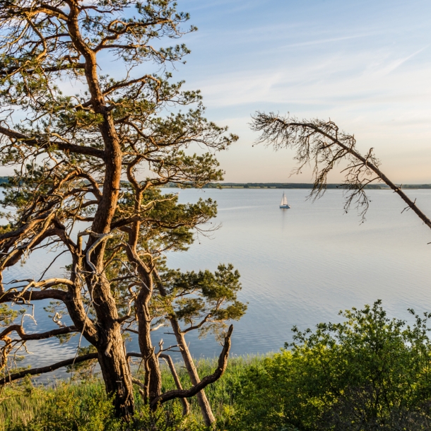 Bäume auf einer Anhöhe auf der Halbinsel Usedom.