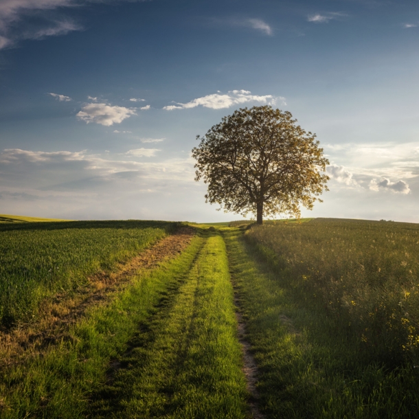 Ein Weg zwischen zwei Wiesen