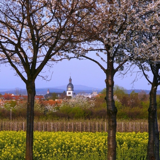 Blick über ein Feld auf eine Kirche