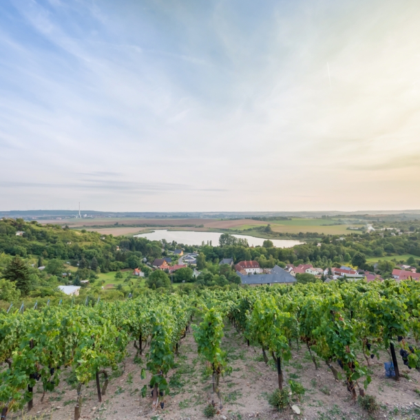 Blick über Weinberge auf eine Kleinstadt