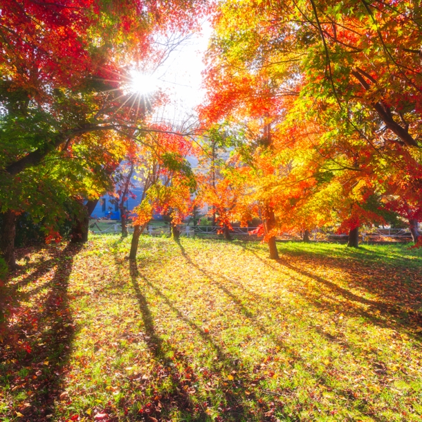 Bunte Bäume im Herbst