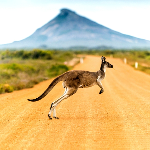 Känguru hüpft über eine sandige Straße in Australien