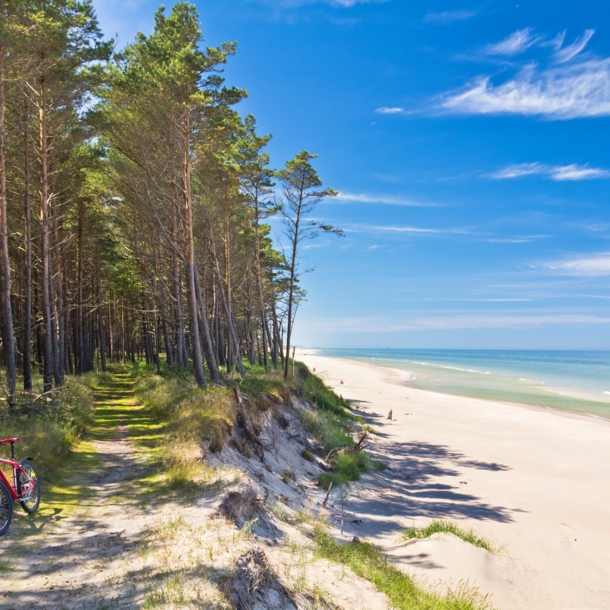 Blick auf einen Sandstrand, an den ein Wald angrenzt