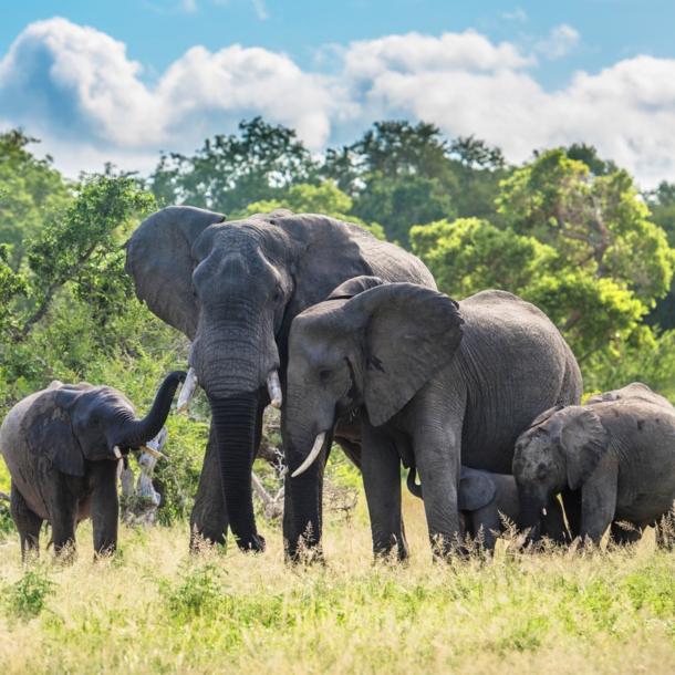 Eine Elefantenfamilie in der grünen Savanne im Kruger Nationalpark