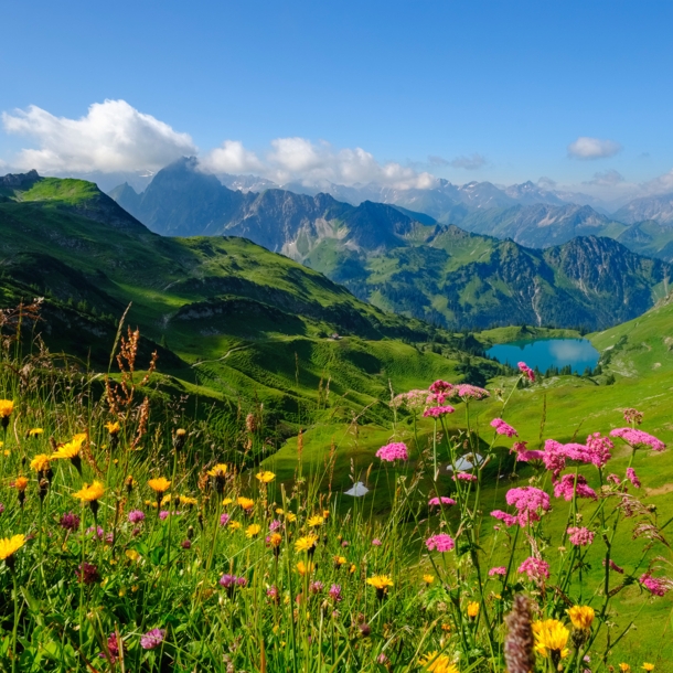 Panoramablick in die Allgäuer Alpen mit Bergsee und blühender Blumenwiese im Vordergrund