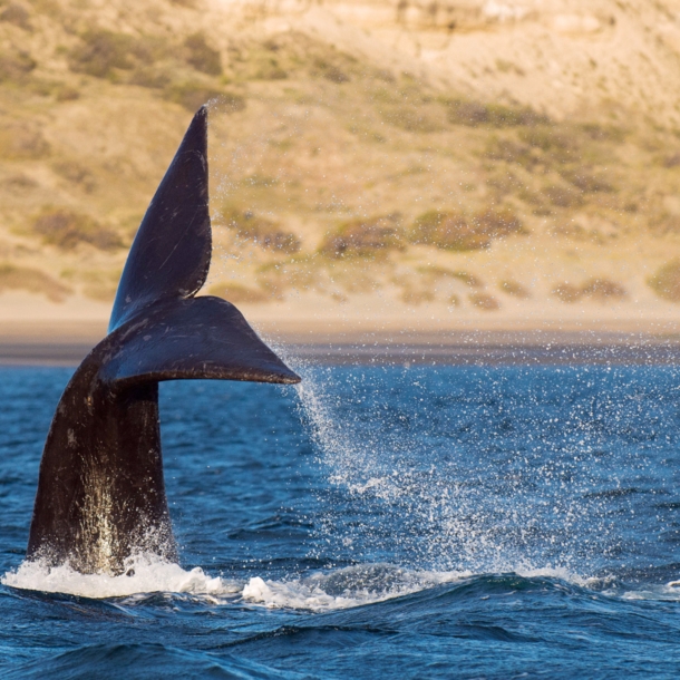 Die Fluke eines Wals ragt aus dem Wasser vor einem menschenleeren Sandstrand