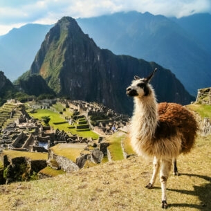 Panorama der Inka-Ruinenstätte Machu Picchu im Hochgebirge von Peru mit einem Lama im Vordergrund