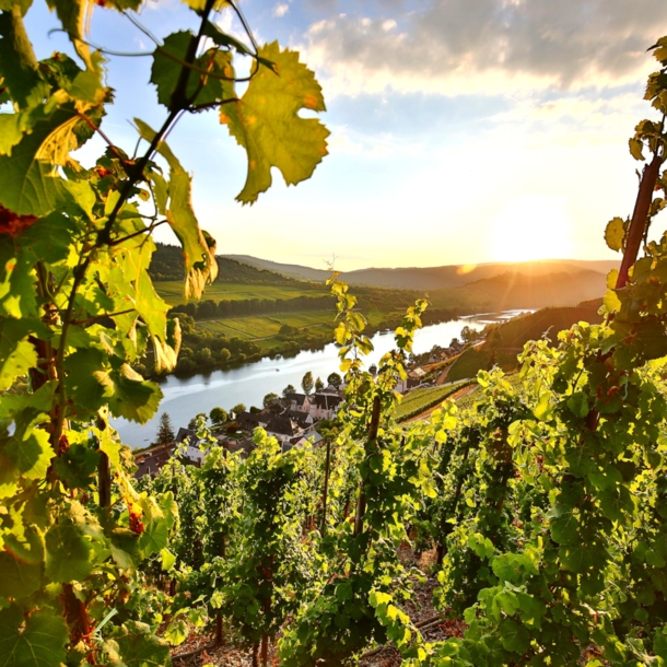 Landschaftspanorama mit kleiner Ortschaft und Weinbergen an einem Fluss bei Sonnenuntergang, im Vordergrund grüne Weinreben am Steilhang