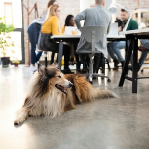 Hund liegt in Großraumbüro während im Hintergrund das Team am Besprechungstisch sitzt