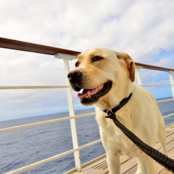 Nahaufnahme eines hellen Labradors an der Reling eines Kreuzfahrtschiffes auf dem Meer.