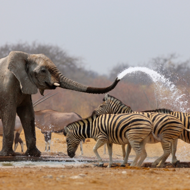 Ein Elefant an einem Wasserloch in der Steppe spritzt mehrere Zebras mit Wasser aus seinem Rüssel voll.