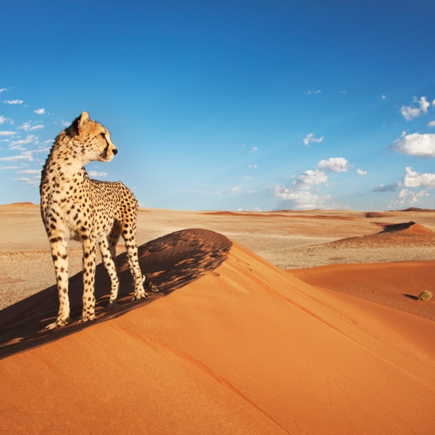 Ein Gepard steht auf einer Düne in einer rötlichen Wüstenlandschaft unter blauem Himmel.