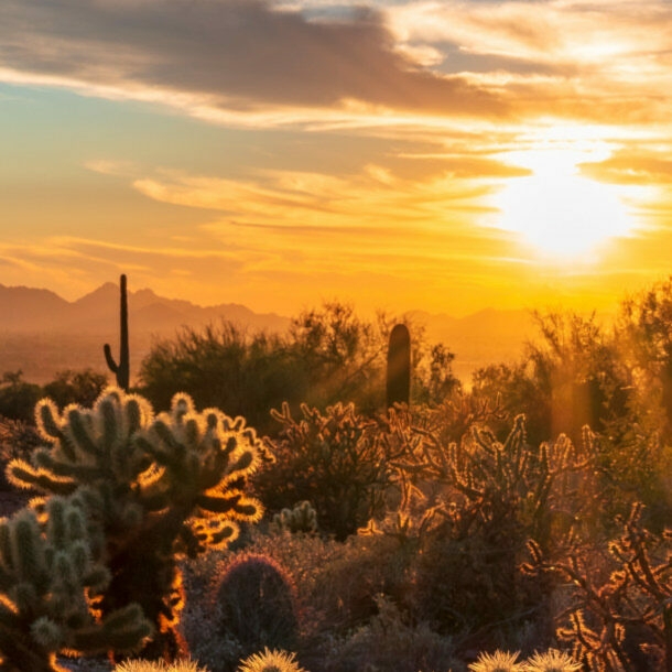 Wüstenlandschaft mit Kakteen bei Sonnenuntergang.