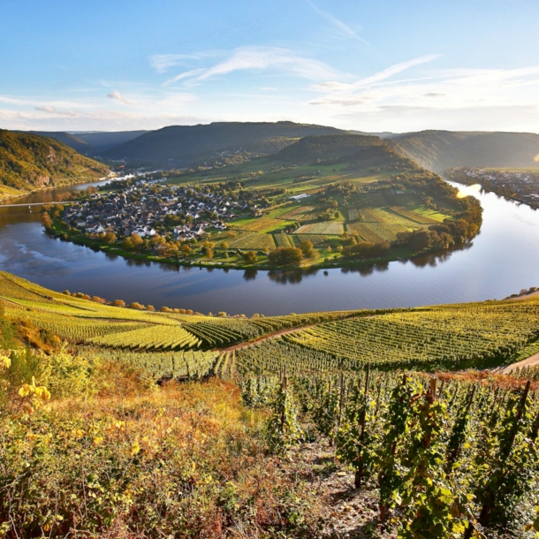 Blick von oben auf einen Weinhang und die Moselschleife bei Kröv.