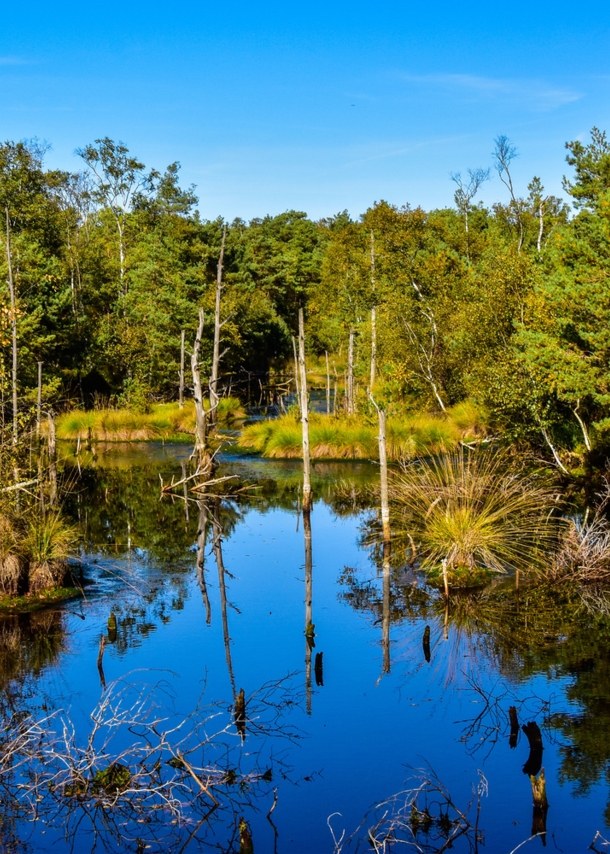 Wasser umrandet von Bäumen und Gräsern