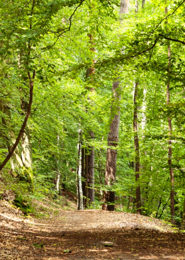 Ein Waldweg mit Laubbäumen rechts und links des Weges