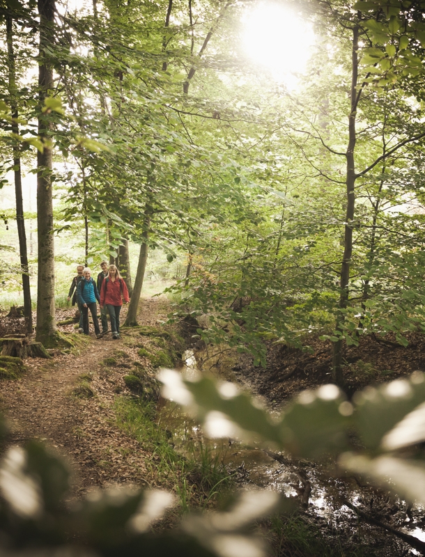 Eine Wandergruppe bei Sonnenschein im Bienwald