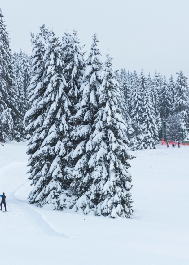 Verschneite Langlauf-Skipiste umgeben von Tannen