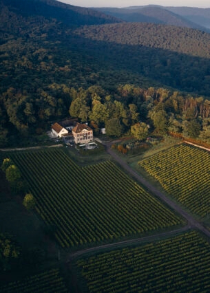 Luftaufnahme eines Weinbergs an dessen Rand ein weißes Gutshaus steht