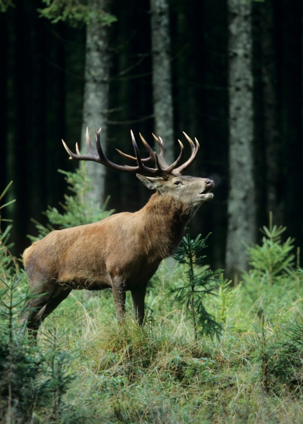 Ein Hirsch steht in einem Wald