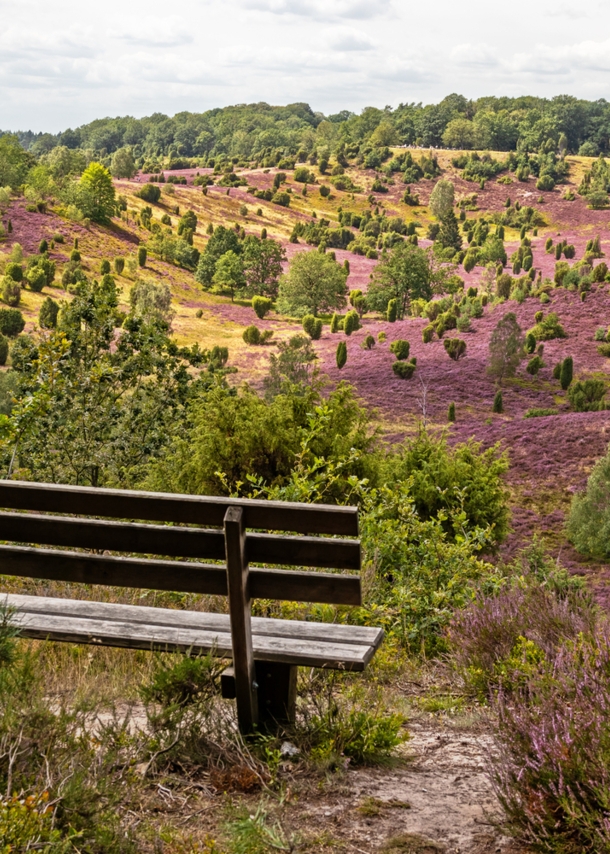 Eine leere Bank im Vordergrund, im Hintergrund eine blühende Heide