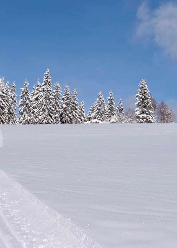 Mehrere Skiläufer im Schwarzwald.