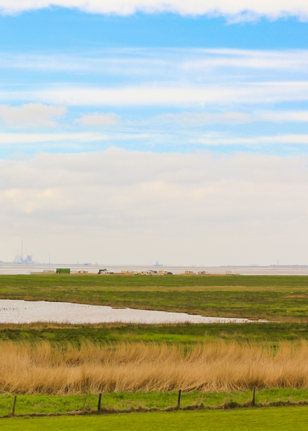 Graslandschaft in Norddeutschland