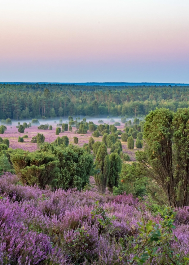 Blick von oben auf eine blühende Heidelandschaft, im Hintergrund Wald