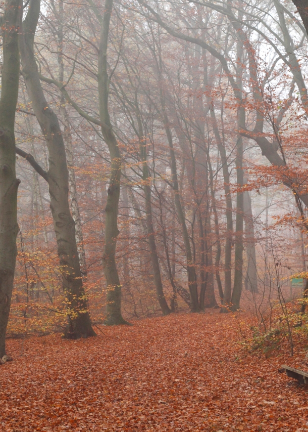 Waldweg nähe Syke.