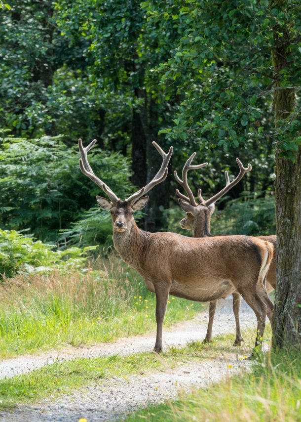 Zwei Hirsche auf einem Waldweg