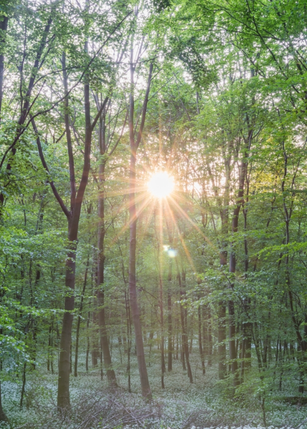 Viele Bäume in einem Wald, durch den die Sonne scheint