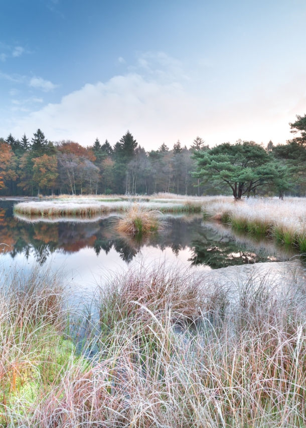 Eine Moorlandschaft mit Gräsern im Herbst.