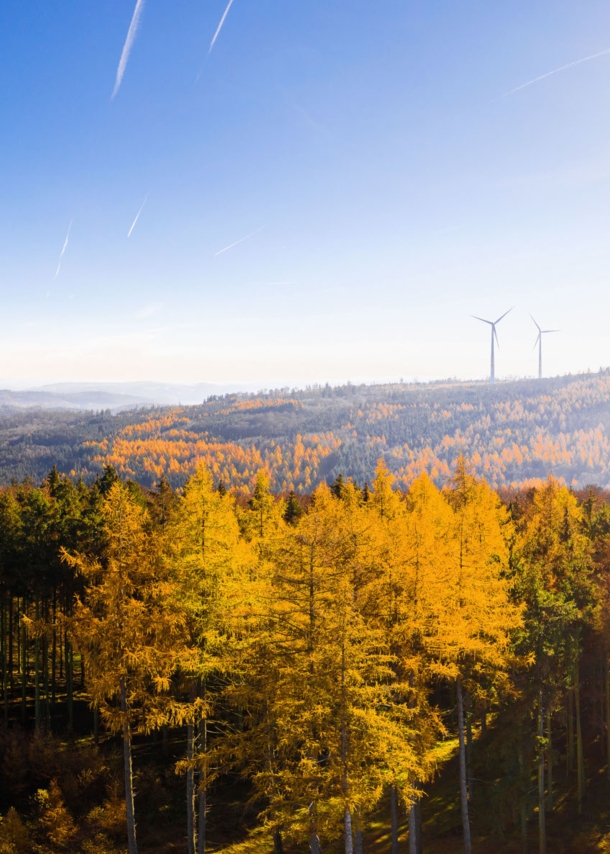 Blick über einen sonnigen Wald