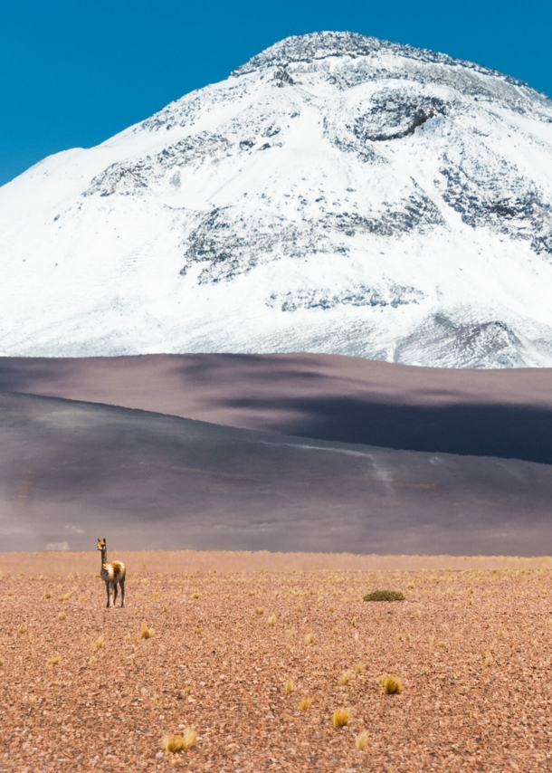 Ein Lama steht in einer Wüstenlandschaft vor einem schneebedeckten Berg