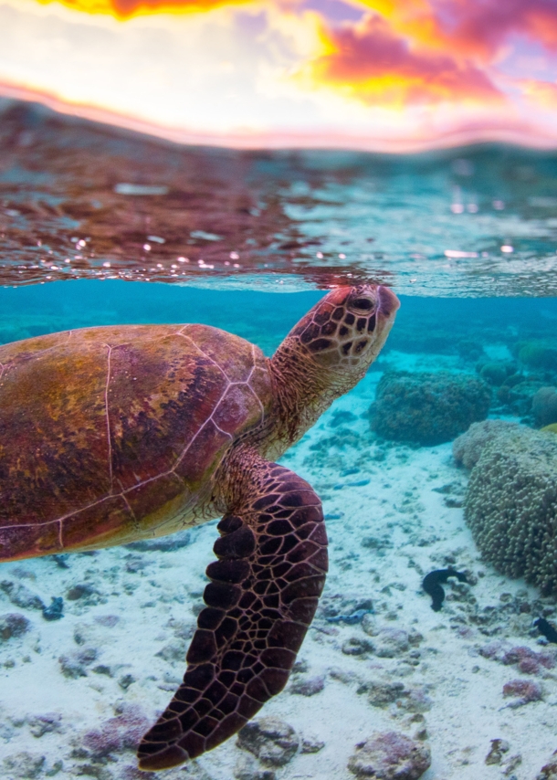 Unterwasseraufnahme einer schwimmenden Wasserschildkröte in tropischem Gewässer