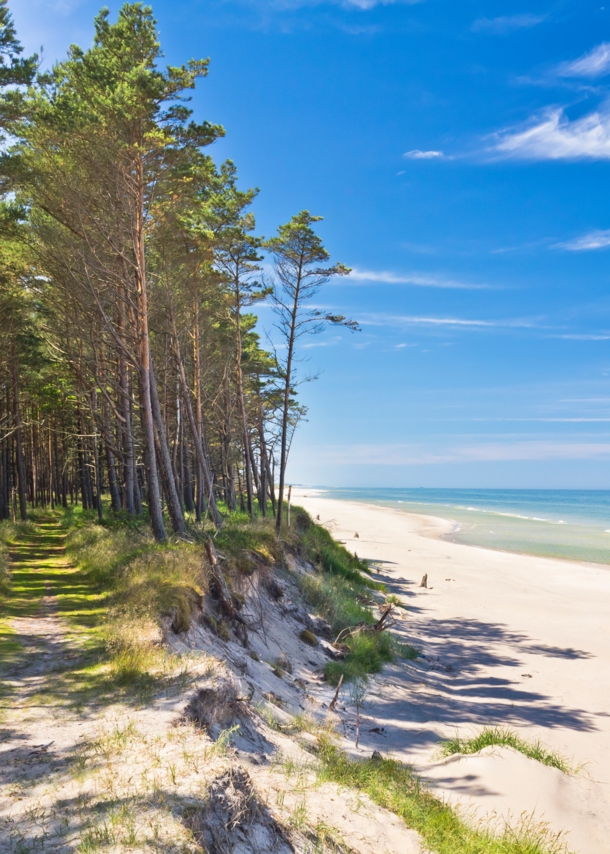 Blick auf einen Sandstrand, an den ein Wald angrenzt