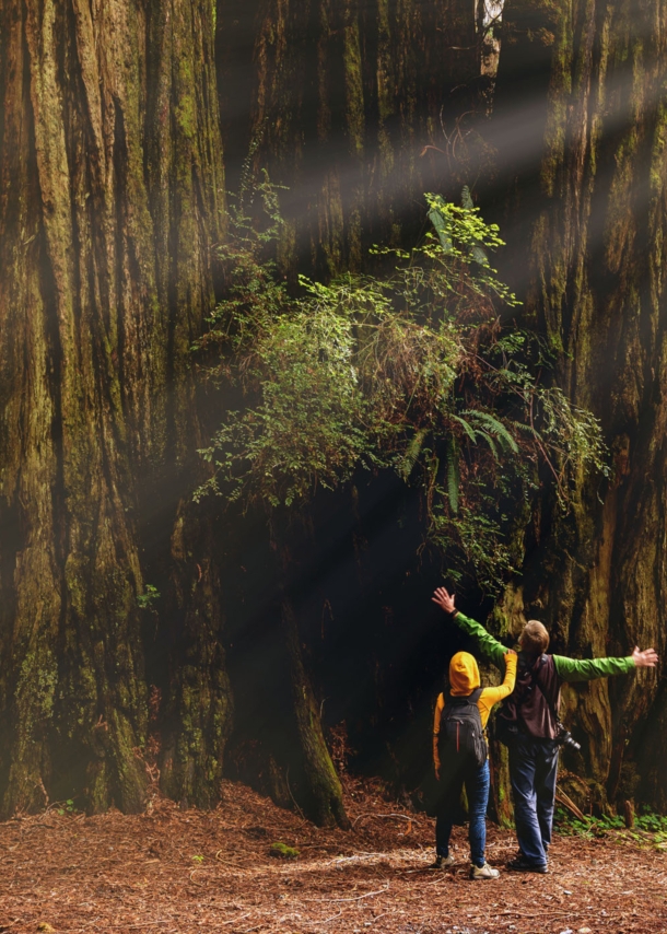 Zwei Personen stehen in einem Wald vor dem Stamm eines Mammutbaums