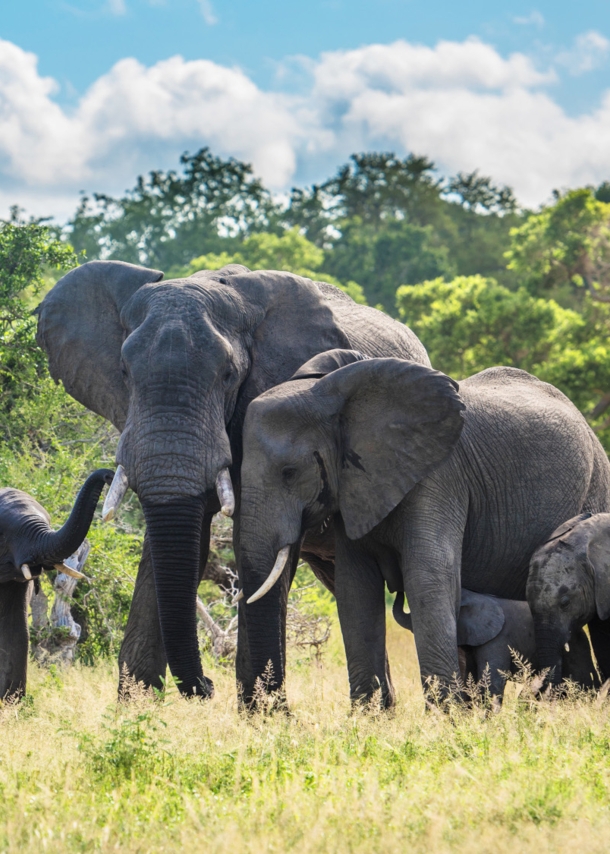 Eine Elefantenfamilie in der grünen Savanne im Kruger Nationalpark