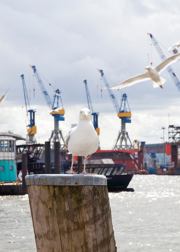 Möwen, Schiffe und Kräne am Hamburger Hafen