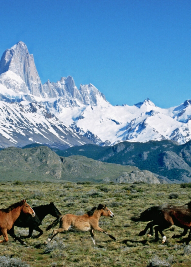 Eine Herde Wildpferde galoppiert durch die argentinische Grassteppe, im Hintergrund eine schneebedeckte Bergkette