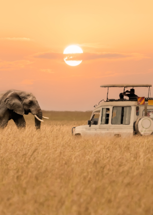 Ein Afrikanischer Elefant, der in der Savanne bei untergehender Sonne auf einen Jeep zugeht