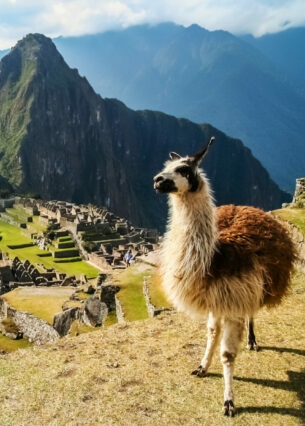 Panorama der Inka-Ruinenstätte Machu Picchu im Hochgebirge von Peru mit einem Lama im Vordergrund