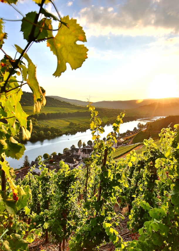 Landschaftspanorama mit kleiner Ortschaft und Weinbergen an einem Fluss bei Sonnenuntergang, im Vordergrund grüne Weinreben am Steilhang