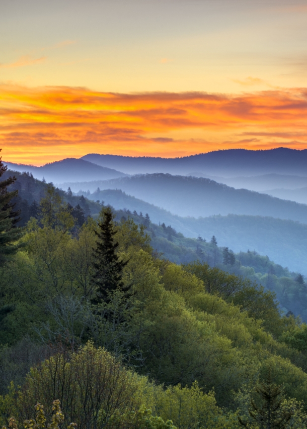 Eine neblige Waldlandschaft zu Sonnenaufgang.