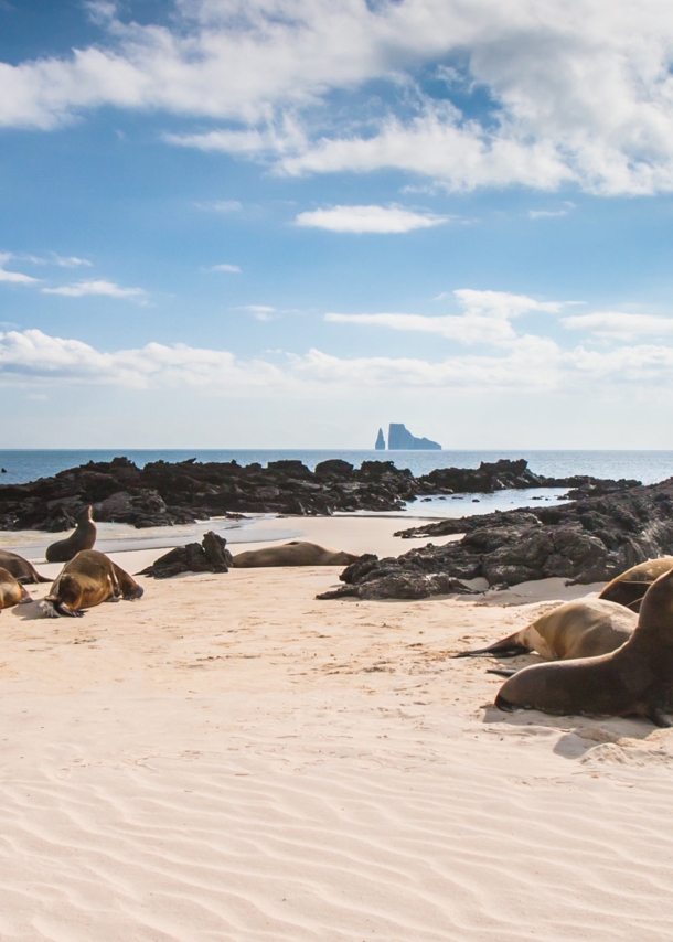 Seelöwen am Strand auf einer der Galapagosinseln.