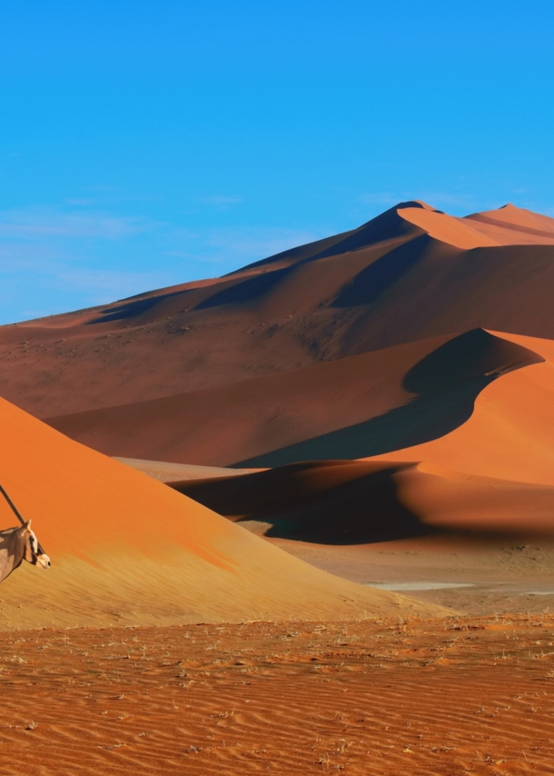 Eine Antilope vor goldener Wüstenlandschaft unter blauem Himmel.